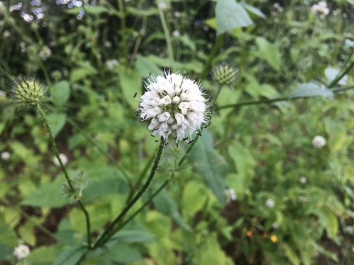 [pot] [BIO] Dipsacus pilosus (Cardère velue)