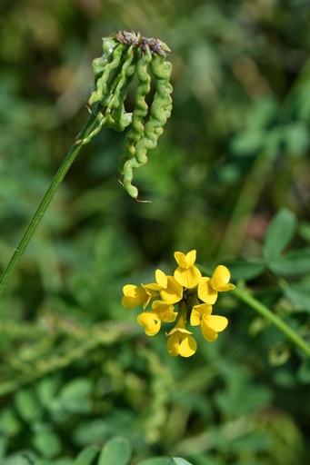 [pot] [BIO] Hippocrepis comosa (Hippocrépide à toupet)