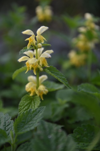 [pot] [BIO] Lamium galeobdolon (Lamier jaune)