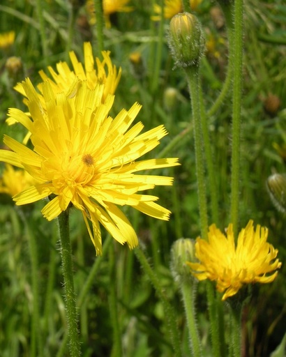 [pot] [BIO] Leontodon hispidus (Leondent hispide)