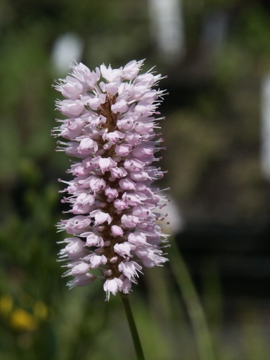 [pot] [BIO] Polygonum bistorta (Bistorte)