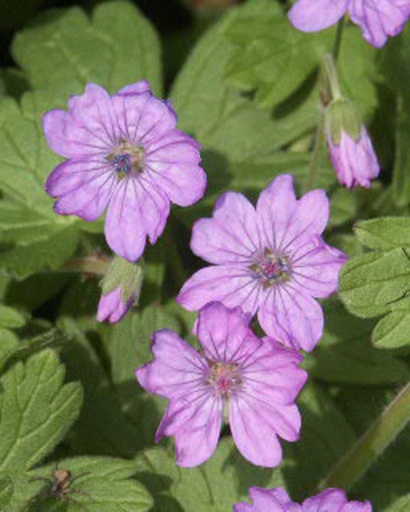 Geranium pyrenaicum (Géranium des pyrénées)