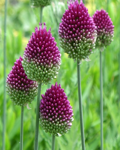 [VRAC] Allium sphaerocephalon (Ail à tête ronde)