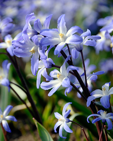 [VRAC] Chionodoxa luciliae (Gloire des neiges)