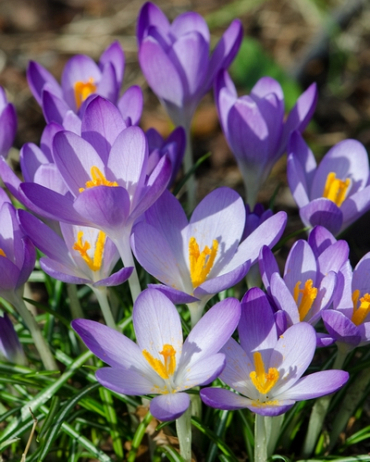 [VRAC] Crocus Tommasinianus (Crocus de Thomas)