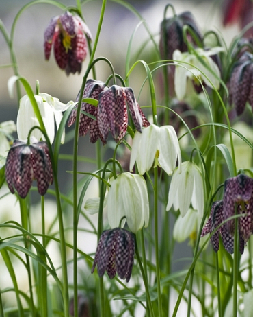 [VRAC] Fritillaria meleagris (Fritillaire pintade)