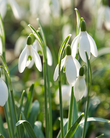 [VRAC] Galanthus nivalis (Perce-neige)