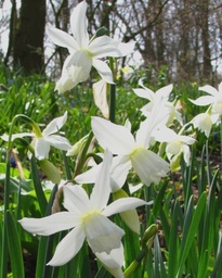 [VRAC] Narcissus 'Thalia'