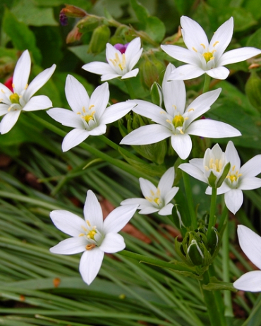 [VRAC] Ornithogalum umbellatum (Ornithogale en ombelle)