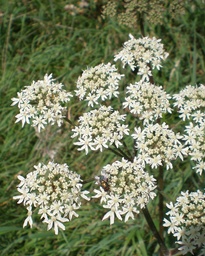 Heracleum sphondylium (Berce commune)