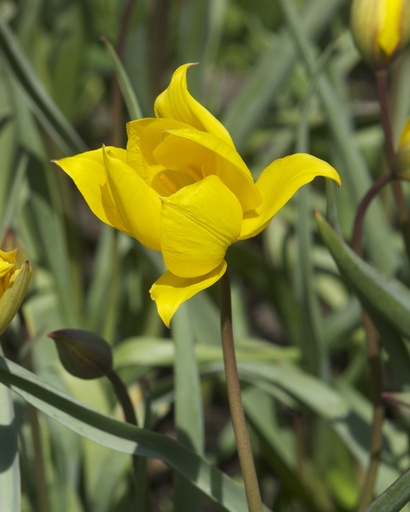 [VRAC] Tulipa sylvestris (Tulipe sauvage)