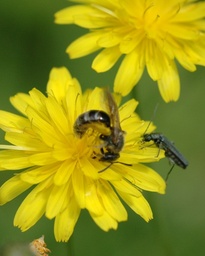 Hypochoeris radicata (Porcelle enracinée)