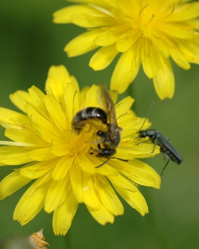 Hypochoeris radicata (Porcelle enracinée)