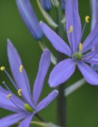 [vrac] Camassia leichtlinii caerulea (Camassia bleu)