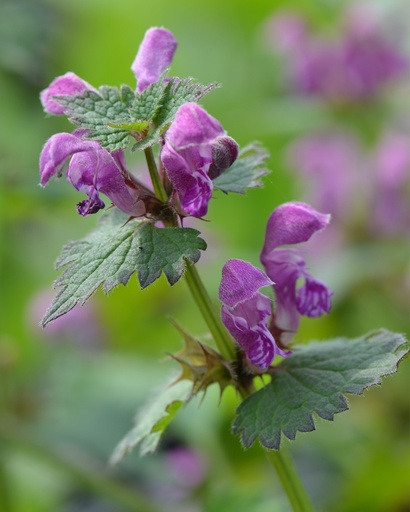 [pot] [BIO] Lamium maculatum (Lamier maculé)