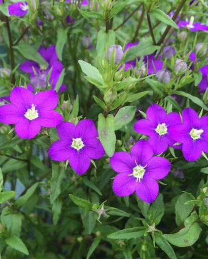 Legousia speculum-veneris (Miroir de Vénus)